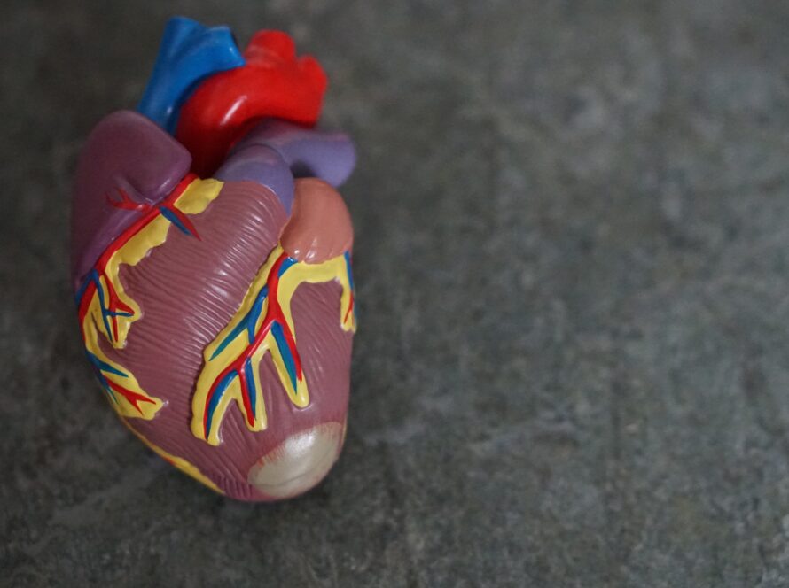 stenosi aortica nel cane